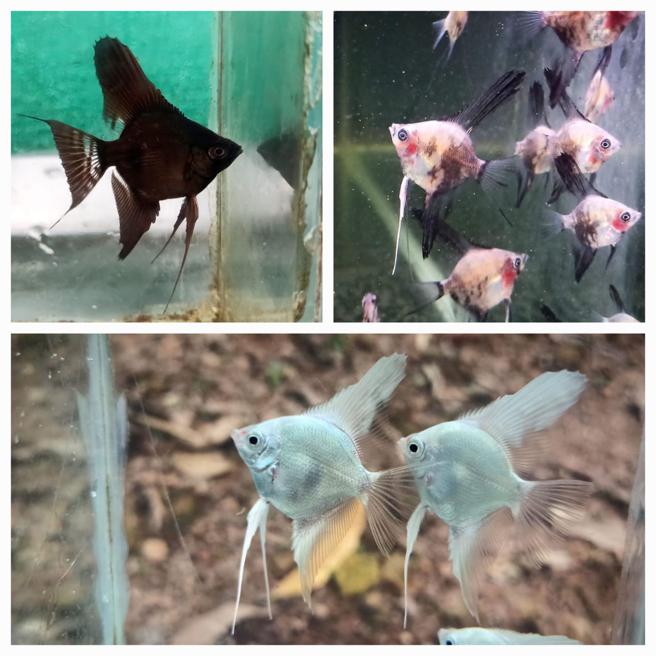 Angel combo ( plantinum white 2 pcs, black 2 pcs, smokey blue  2 pcs)