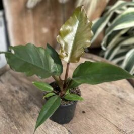 Philodendron Choco Empress (single medium sized plant)