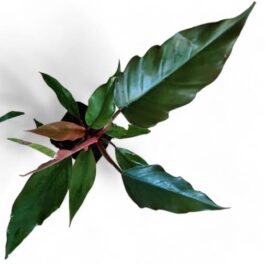 Philodendron Choco Empress (single medium sized plant)