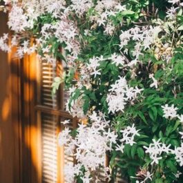 American creeper jasmine (single plant)