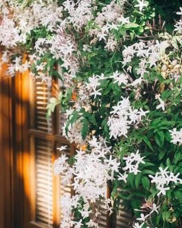 American creeper jasmine (single plant)