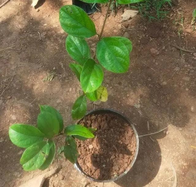 Congea pink (single plant) - Image 4