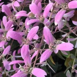 Congea pink (single plant)