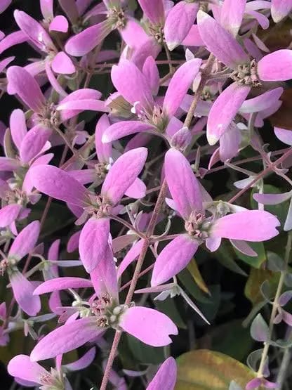 Congea pink (single plant) - Image 2