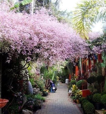 Congea pink (single plant) - Image 3