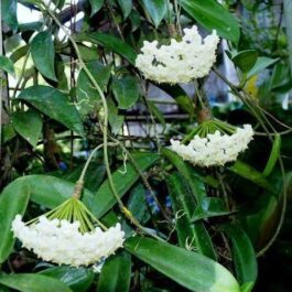 Hoya white dragon (single plant)