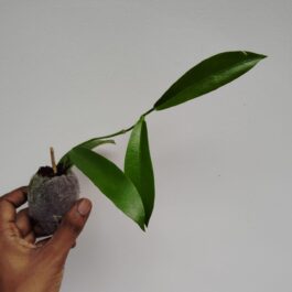 Hoya white dragon (single plant)