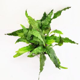 Microsorum pteropus/Wrinkled leaf/Java fern-wrinkled leaf (clump on steel mesh)