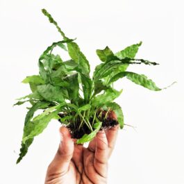 Microsorum pteropus/Wrinkled leaf/Java fern-wrinkled leaf (clump on steel mesh)