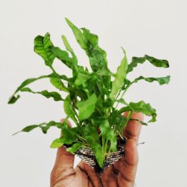 Microsorum pteropus/narrow leaf fern/Philippine fern (clump on steel mesh)