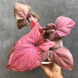 Syngonium Pink Perfection (small single plant pot)