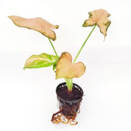 Syngonium Pink Perfection (small single plant pot)