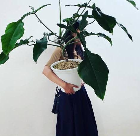 Philodendron Joepii (small single plant pot) - Image 5