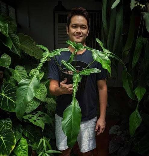 Philodendron Joepii (small single plant pot) - Image 6