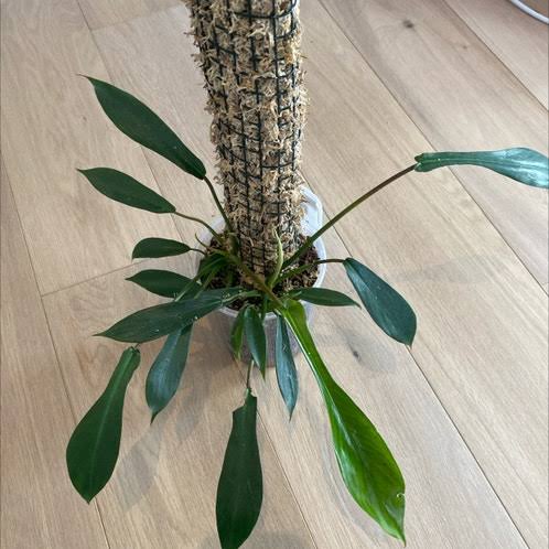 Philodendron Joepii (small single plant pot) - Image 4