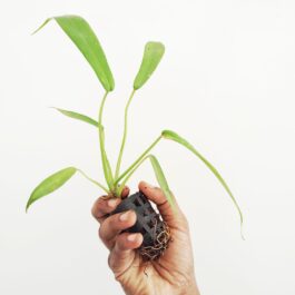 Philodendron Joepii (small single plant pot)