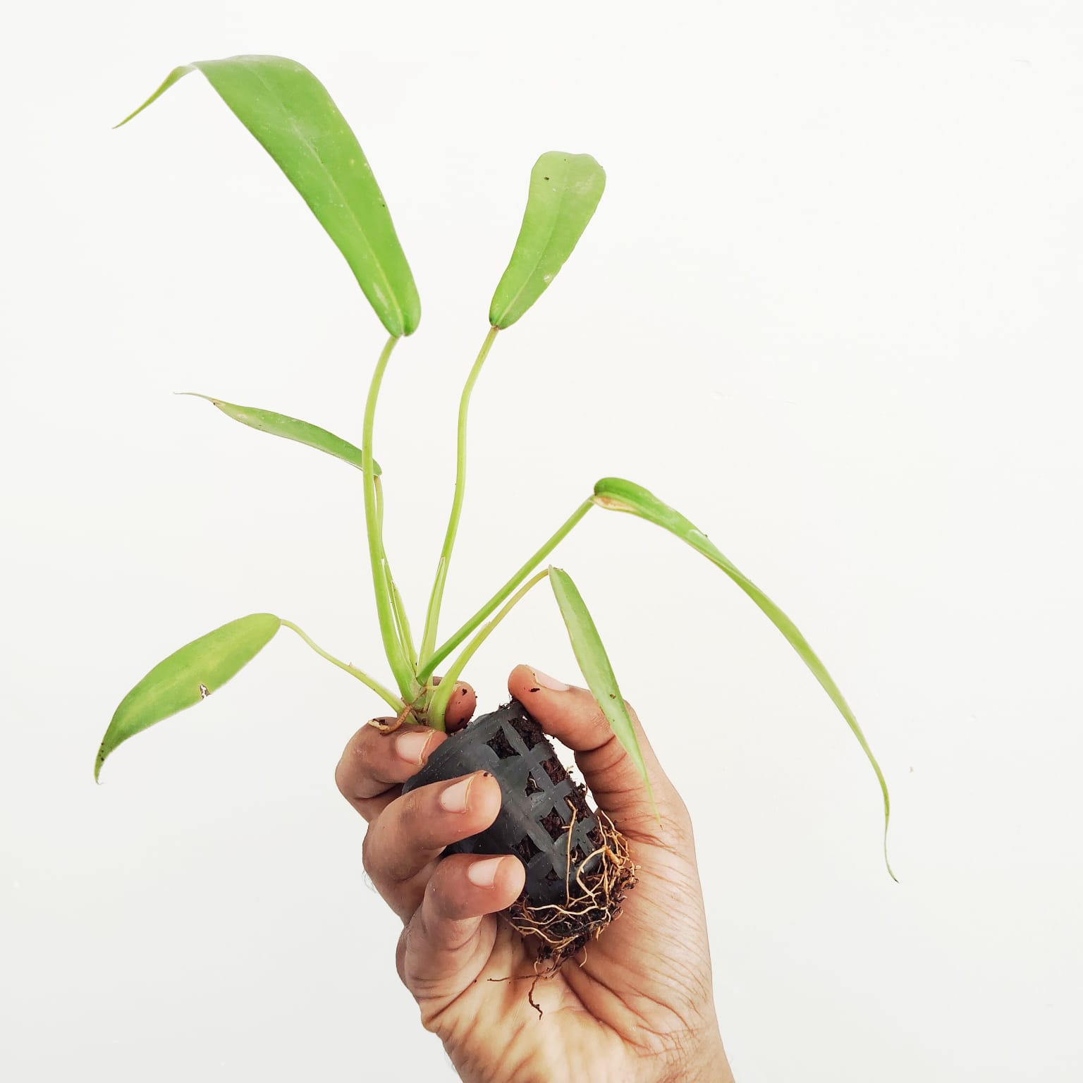 Philodendron Joepii (small single plant pot) - Image 2