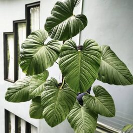 Philodendron Nangaritense (small plant pot)