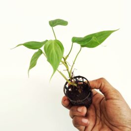 Philodendron Nangaritense (small plant pot)