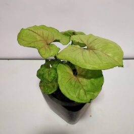 Syngonium Mango Allusion (small single plant pot)