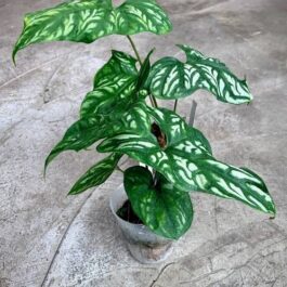 Cercestis mirabilis (small single plant pot)