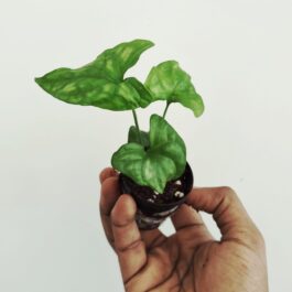 Cercestis mirabilis (small single plant pot)