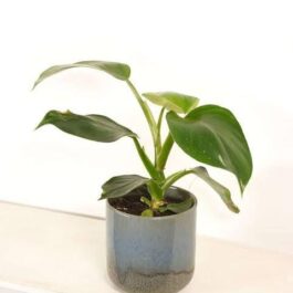 Philodendron Green Wizard- minor varigated(small plant pot)