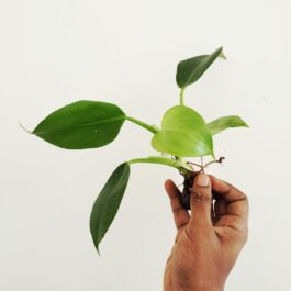 Philodendron Green Wizard- minor varigated(small plant pot)