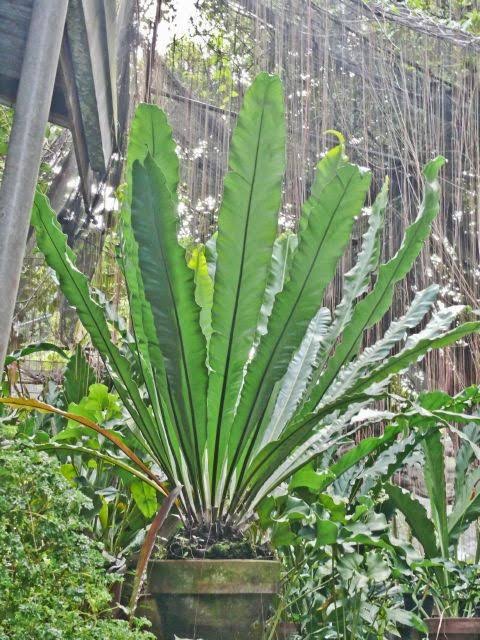 Anthurium renaissance (medium sized plant) - Image 3