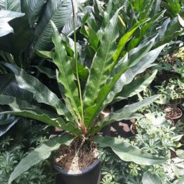 Anthurium renaissance (medium sized plant)