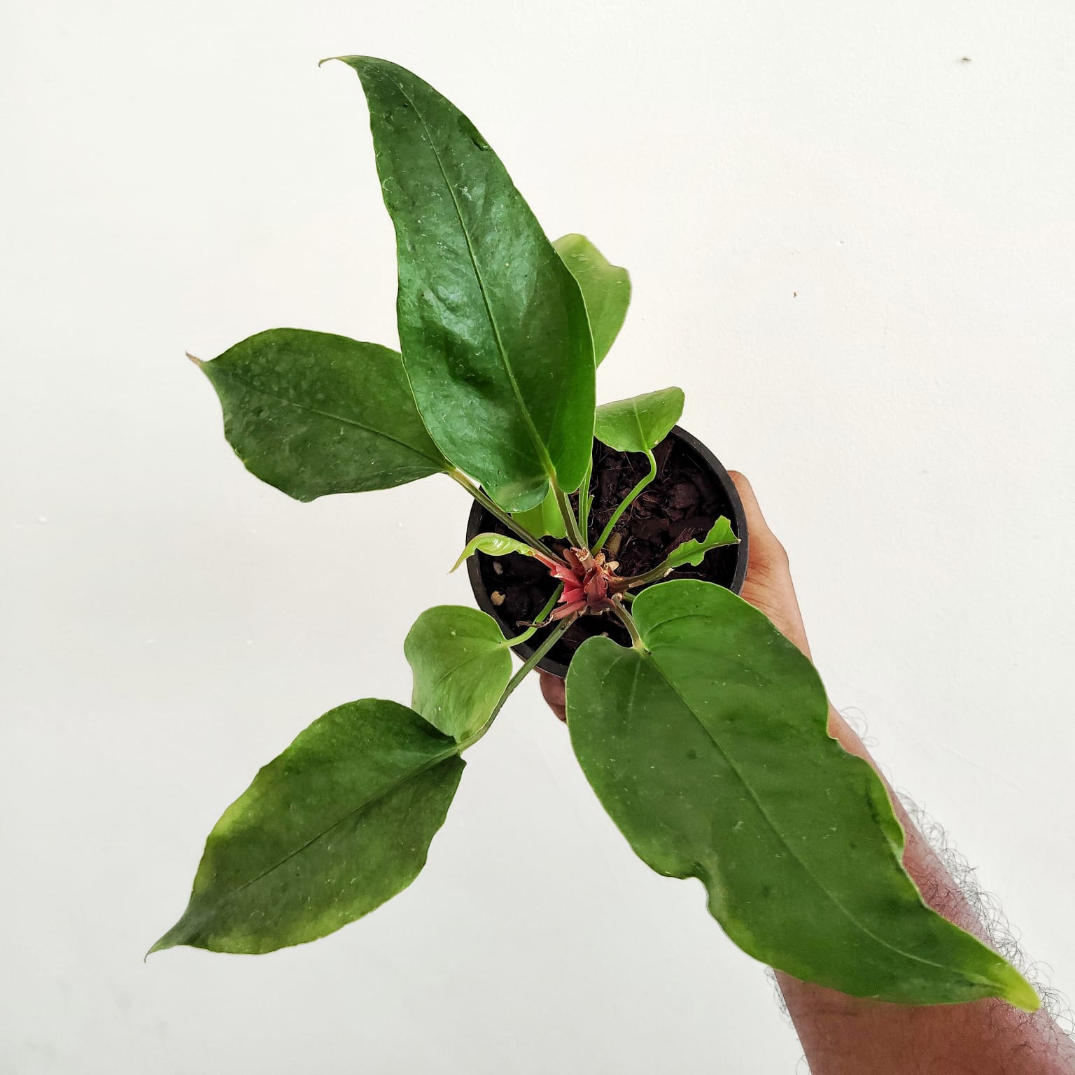 Anthurium renaissance (medium sized plant) - Image 2