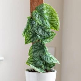 Monstera dubia (single plant)