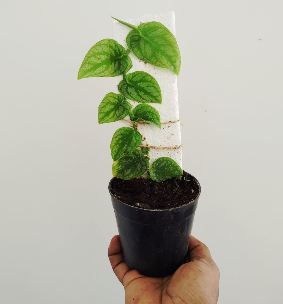 Monstera dubia (single plant) - Image 3