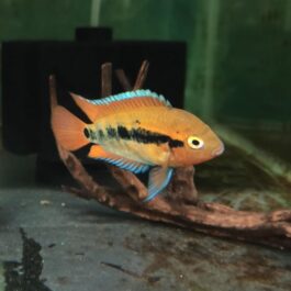 Rainbow cichlid ( 4 pcs)