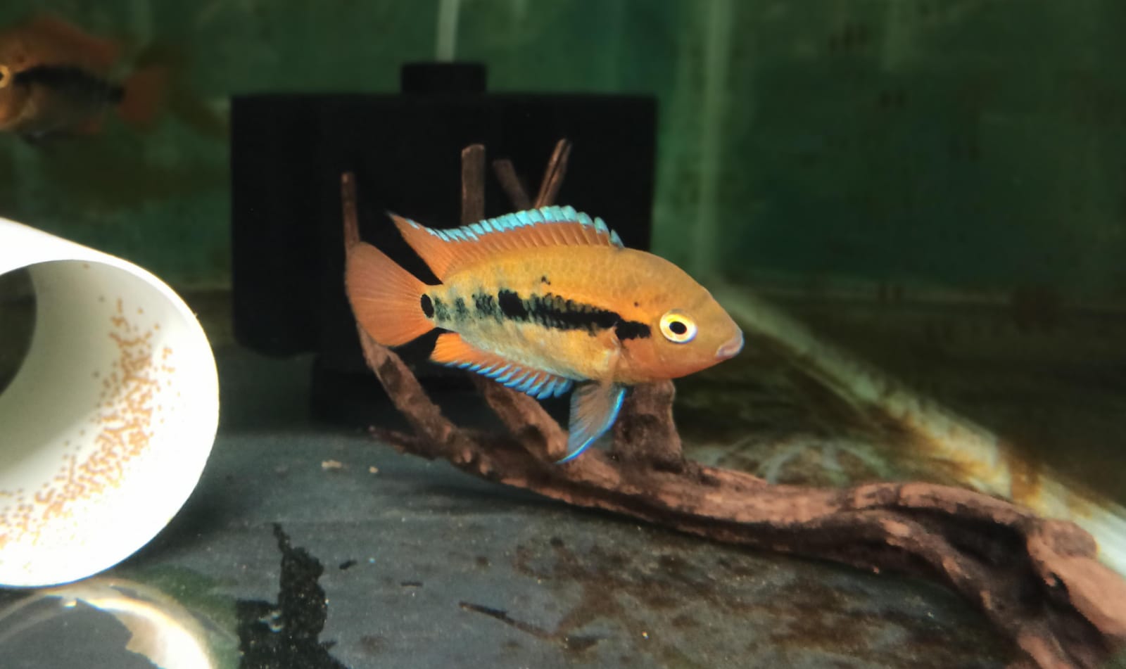 Rainbow cichlid ( 4 pcs)