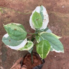 Varigated Thunbergia mysorensis (single plant)