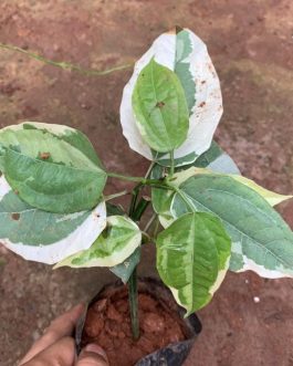 Varigated Thunbergia mysorensis (single plant)