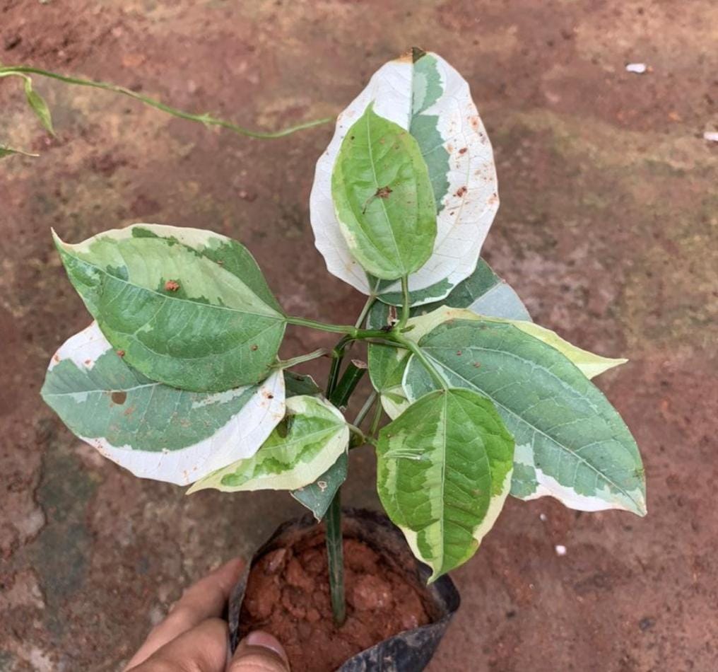 Varigated Thunbergia mysorensis (single plant) - Image 2
