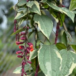 Varigated Thunbergia mysorensis (single plant)