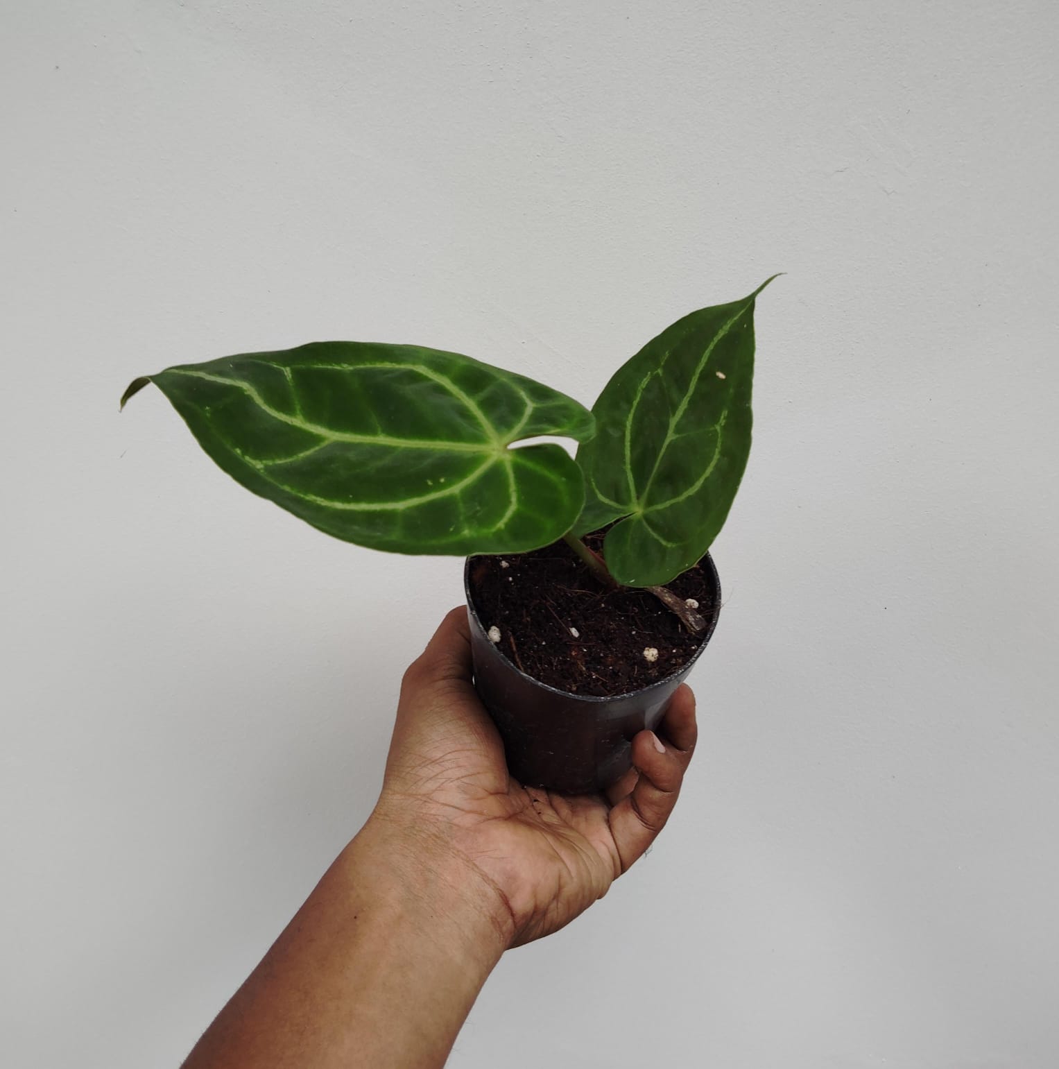 Minature form Anthurium Crystallinum (single plant) - Image 2