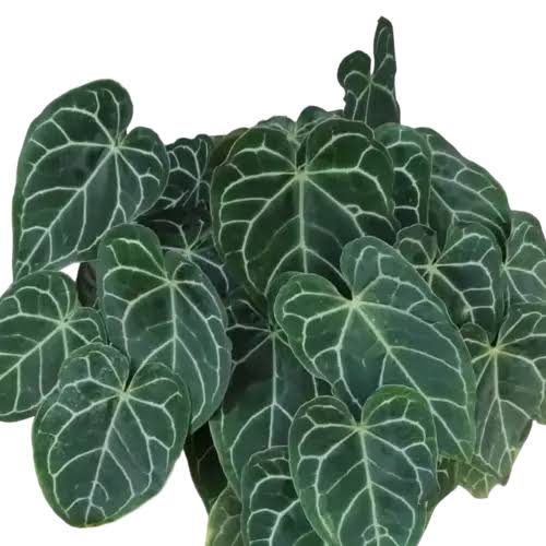 Minature form Anthurium Crystallinum (single plant) - Image 3