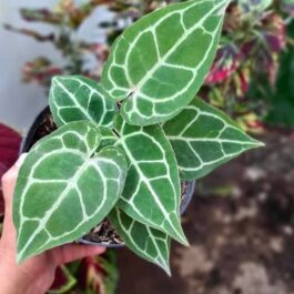 Anthurium Crystallinum (Miniature Form-Single Plant)
