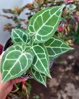 Minature form Anthurium Crystallinum (single plant)