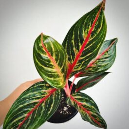 Aglaonema Red Emerald (small sized plant)