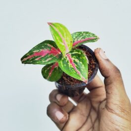 Aglaonema Red Emerald (small sized plant)