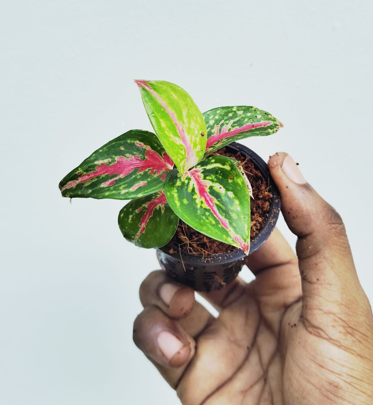 Aglaonema Red Emerald (small sized plant) - Image 2