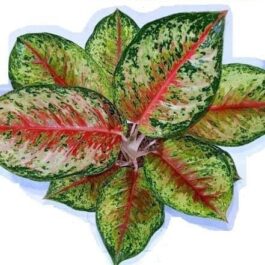 Aglonema 24 Karat (small sized plant)