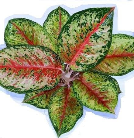 Aglonema 24 Karat (small sized plant) - Image 2