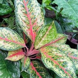 Aglonema 24 Karat (small sized plant)