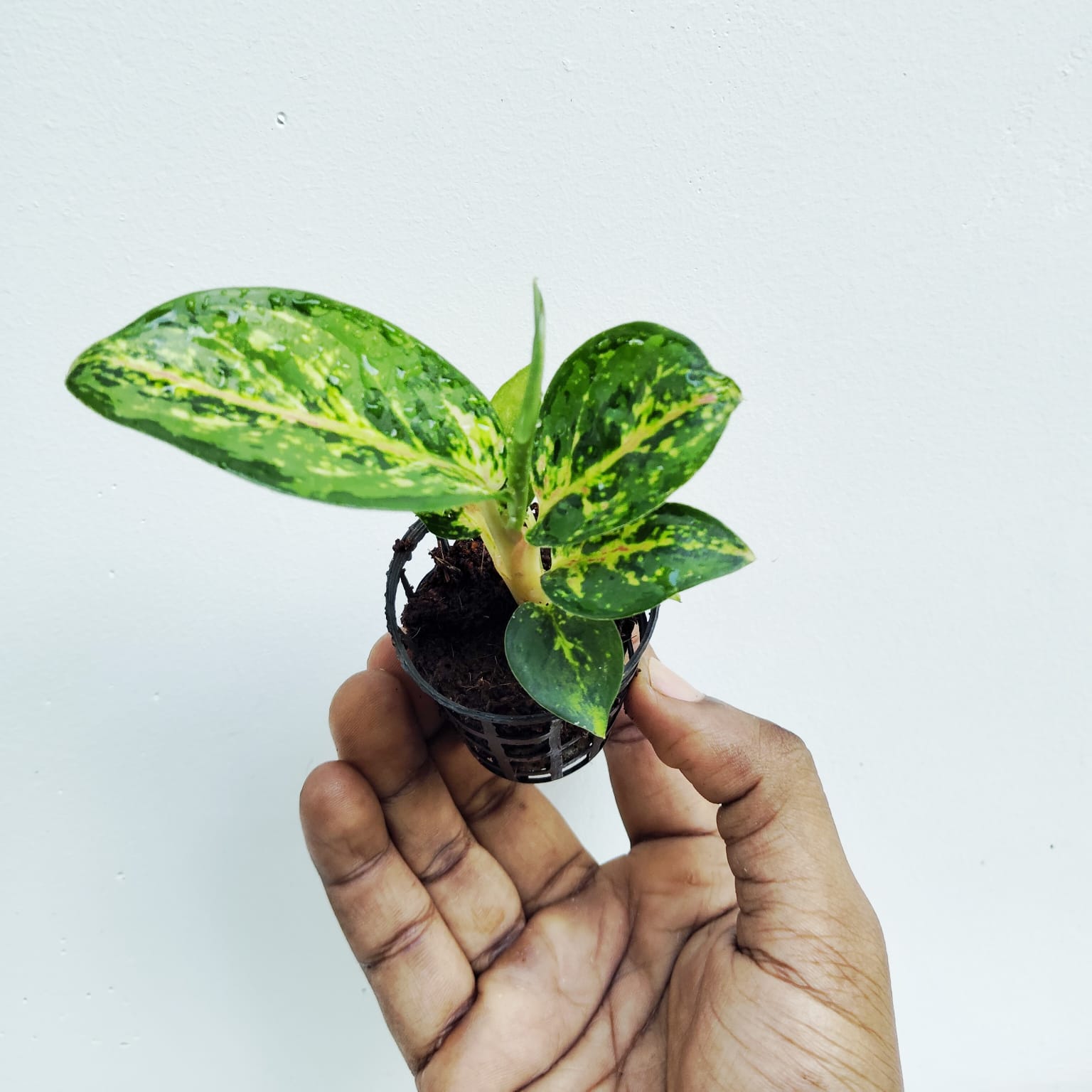Aglonema 24 Karat (small sized plant) - Image 4